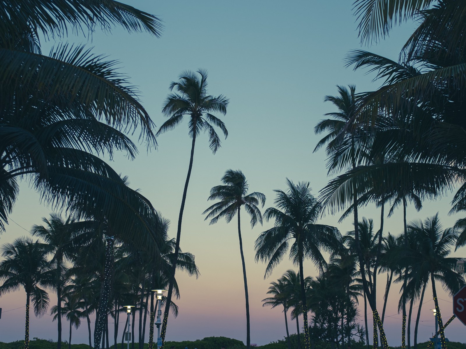 A palm lined Florida street at dusk