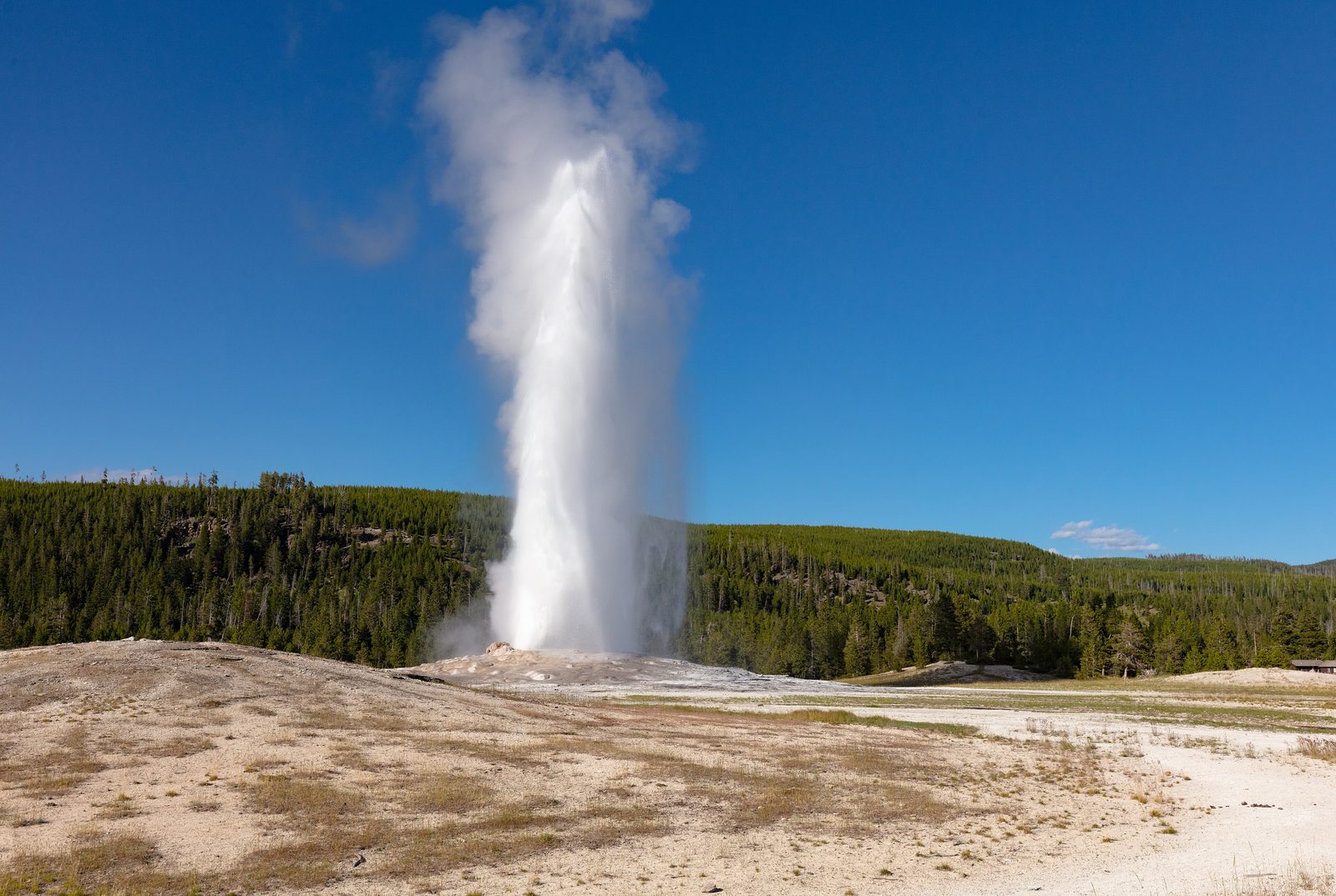 Old Faithful erupting against a clear blue sky