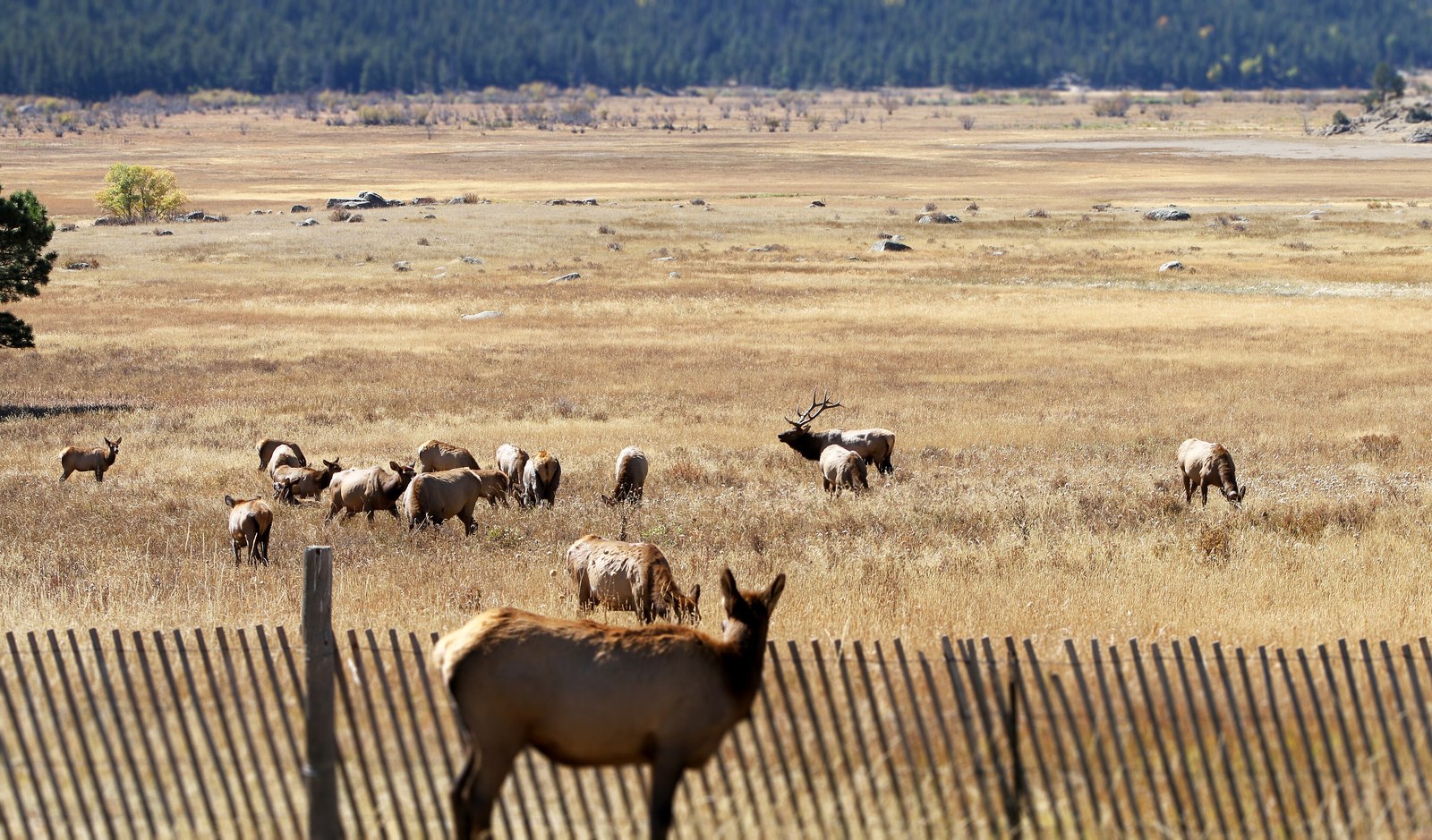An elk herd grazing the Moraine Park meadow in fall